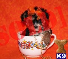 Pretty Designer Pup Hava.Shire Puppy Female  Prices Starting From $589- Plus To $589-Call Now 786-488-8751